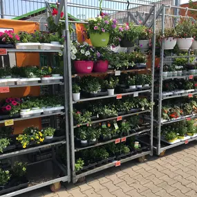 Eine Vielzahl von Balkonpflanzen & Terrassenpflanzen finden Sie in Ihrem OBI Markt Pößneck