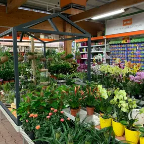 Eine Vielzahl von Balkonpflanzen & Terrassenpflanzen finden Sie in Ihrem OBI Markt Pößneck