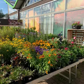 Eine Vielzahl von Balkonpflanzen & Terrassenpflanzen finden Sie in Ihrem OBI Markt Pößneck