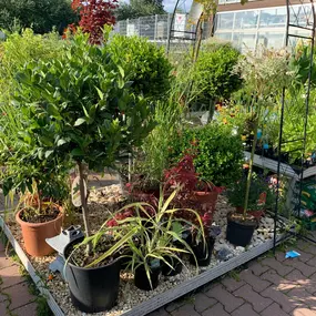 Eine Vielzahl von Balkonpflanzen & Terrassenpflanzen finden Sie in Ihrem OBI Markt Pößneck