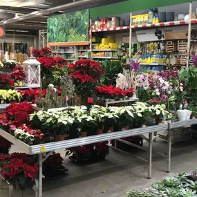 Weihnachtssaison hat begonnen !Immer Frische Weihnachtssterne in sämtlichen Farben