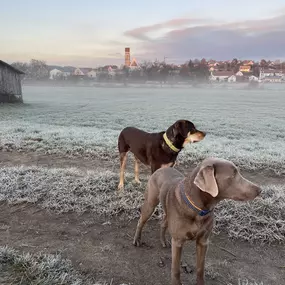 Bild von Tierarzt Pfaffenhofen | Dr. med. vet. Patrick Soff