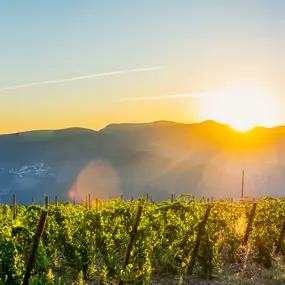 Hochwertige Weine aus unserer Region und aus Italien. Trinken Sie exklusive offene oder auch Flaschenweine in unserem Restaurant in Wangen