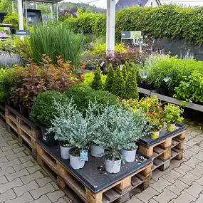 OBI Gartencenter Gummersbach