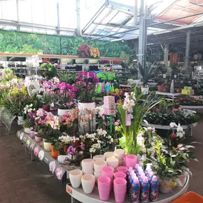 Indoor-Pflanzen im Gartencenter im OBI Markt Bautzen