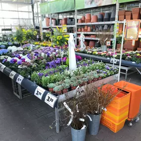 Outdoor-Pflanzen im Gartencenter im OBI Markt Bautzen