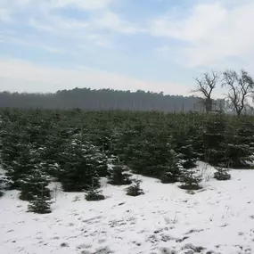 Bild von Christbaumhof Peter