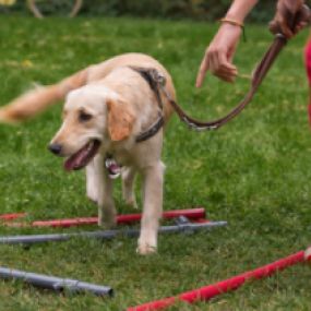 Einführung in Trainingspraxis -   Hundeausbildung | teamtraining Mensch & Hund | München