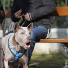 Bellverhalten - Hundeausbildung | teamtraining Mensch & Hund | München