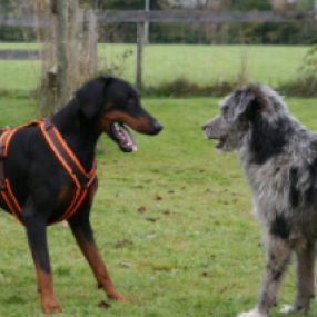 Thementag Hundebegegnungen - Hundeausbildung | teamtraining Mensch & Hund | München