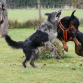 Kastration des Hundes  - Hundeausbildung | teamtraining Mensch & Hund | München