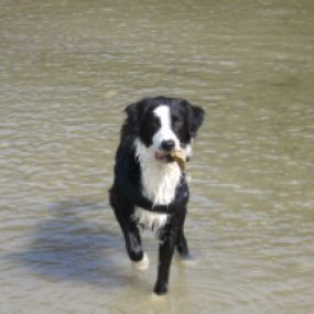 Bewegung für den Hund - Hundeausbildung | teamtraining Mensch & Hund | München