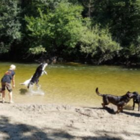 Hundewanderung - Hundeausbildung | teamtraining Mensch & Hund | München