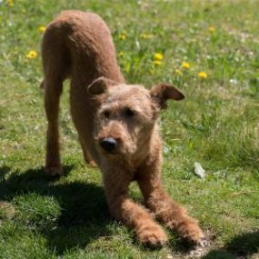 Yoga Retreat - Hundeausbildung | teamtraining Mensch & Hund | München