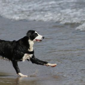 Youngsterkurs - Hundeausbildung | teamtraining Mensch & Hund | München