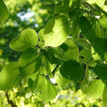 Λογότυπο από Tagespflege Unter den Linden