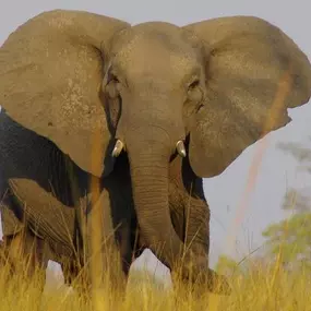 Elefant - Reisebüro | Tourcenter Reisebüro Holger Trampert | München