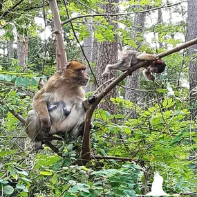 Berberaffen im Affenwald im Tierpark Ueckermünde