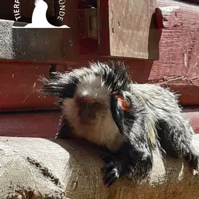 Weißgesichtsseidenaffen im Tierpark Ueckermünde