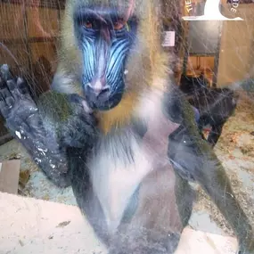 Mandrill im Tierpark Ueckermünde