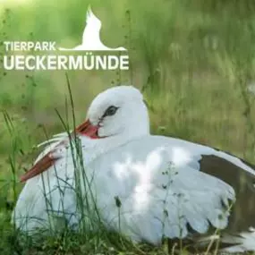 Weißstorch im Tierpark Ueckermünde