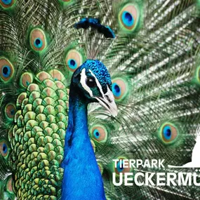 Pfau im Tierpark Ueckermünde
