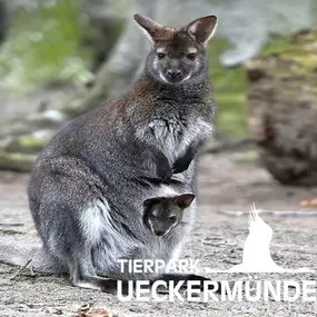Bennett-Känguru im Tierpark Ueckermünde