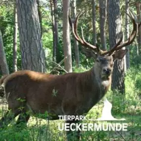 Rotwild im Tierpark Ueckermünde