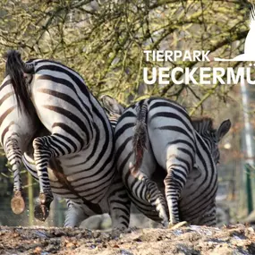 Zebras im Tierpark Ueckermünde