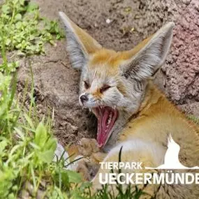 Fennek im Tierpark Ueckermünde