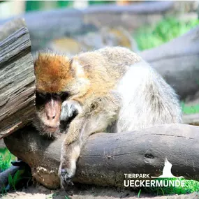 Berberaffe im Tierpark Ueckemünde