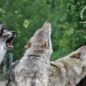 Heulende Wölfe im Tierpark Ueckermünde