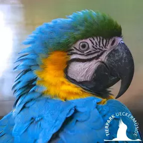 Ara im Tierpark Ueckermünde