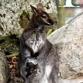 Bennett-Känguru im Tierpark Ueckermünde