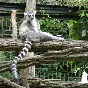 Katta im Tierpark Ueckermünde