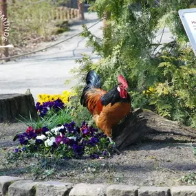 Pommes-Hühner im Tierpark Ueckermünde