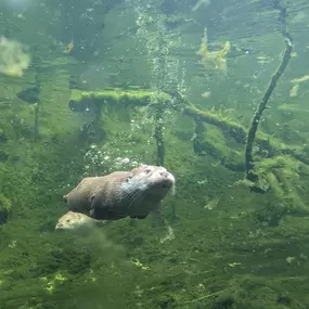 Fischotter beim Tauchen im Tierpark Ueckermünde