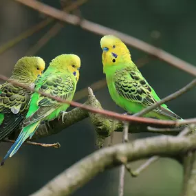 Wellensittiche im Tierpark Ueckermünde
