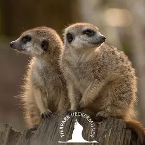 Erdmännchen im Tierpark Ueckermünde