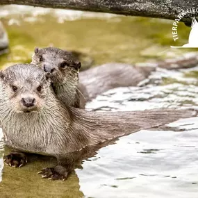 Fischotter im Tierpark Ueckermünde