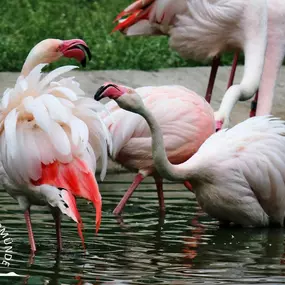 Rosaflamingos im Tierpark Ueckermünde