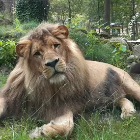 Afrikanischer Löwe im Tierpark Ueckermünde
