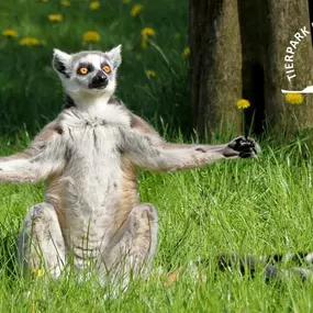 Katta im Tierpark Ueckermünde