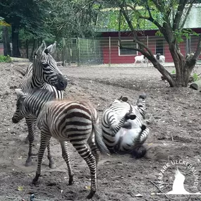 Zebrafamilie im Tierpark Ueckermünde