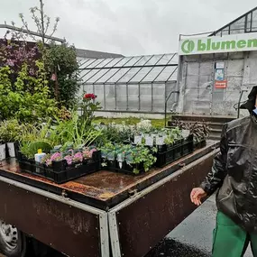 Bild von Gärtnereien Koch & Christmann - Grabpflege, Blumen + Gartengestaltung