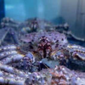 Bild von 68°NOORD - King Crabs Die Königskrabben Spezialisten
