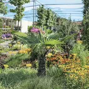 Bild von Grüner Holländer Gartencenter Berlin