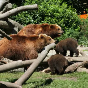 Bild von Stiftung Hagenbeck Stiftung des bürgerlichen Rechts