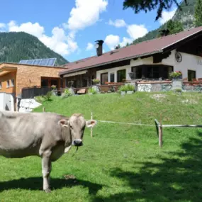 MusterAlpe Plansee