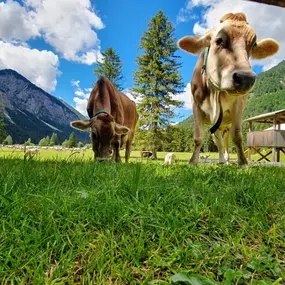 MusterAlpe Plansee in Reutte